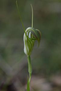 Pterostylis grandiflora