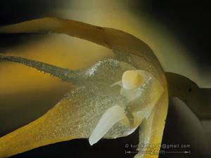 Bulbophyllum laxiflorum
