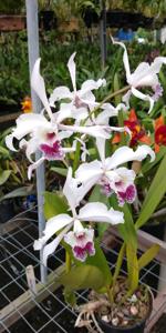 Cattleya crispa