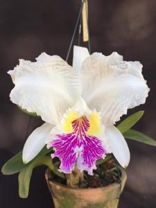 Cattleya lueddemanniana