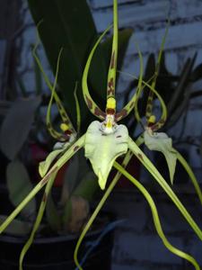 Brassia caudata