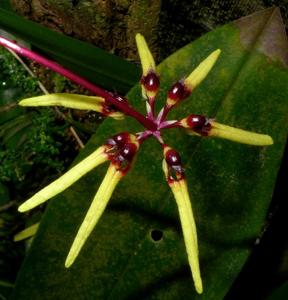 Bulbophyllum brienianum