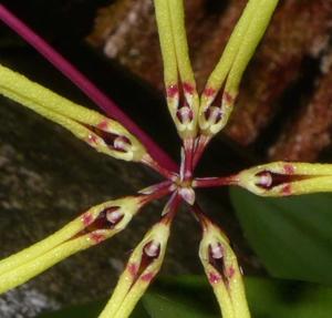 Bulbophyllum brienianum