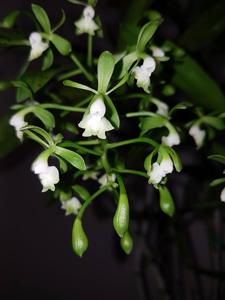 Epidendrum paniculatum
