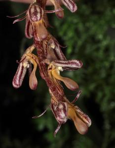 Bulbophyllum fraternum