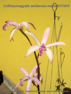 Cattleya caulescens