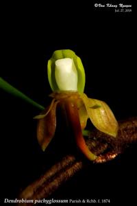 Dendrobium pachyglossum