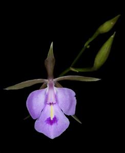 Quisqueya holdridgei