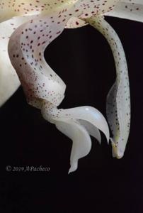 Stanhopea florida