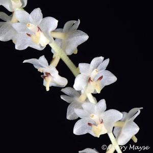 Bryobium hyacinthoides