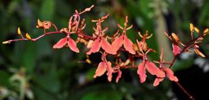 Renanthera imschootiana