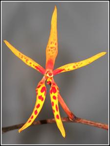 Renanthera matutina