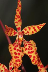 Renanthera monachica