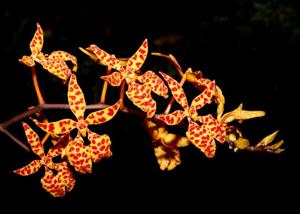 Renanthera monachica