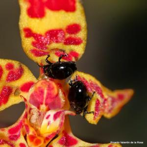 Renanthera monachica