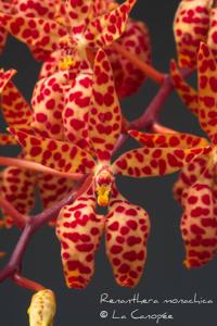 Renanthera monachica