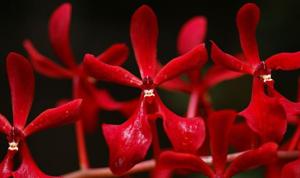 Renanthera philippinensis