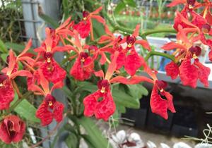 Renanthera storiei