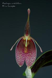 Restrepia aristulifera