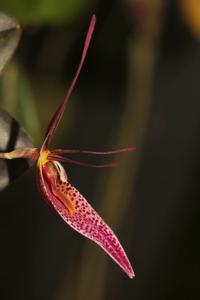 Restrepia condorensis