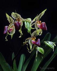 Paphiopedilum supardii