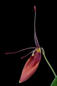 Restrepia cuprea