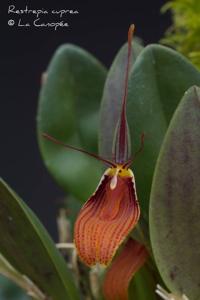 Restrepia cuprea