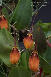 Restrepia cuprea