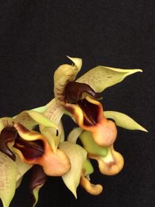 Catasetum galeritum