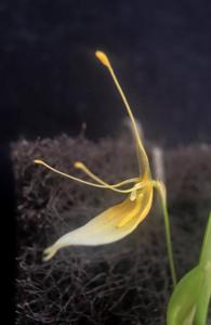 Restrepia dodsonii