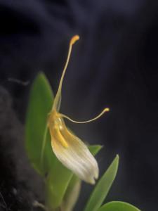 Restrepia dodsonii