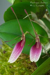 Restrepia dodsonii