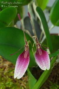 Restrepia dodsonii