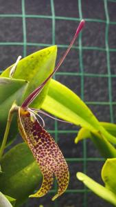 Restrepia dodsonii