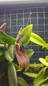 Restrepia dodsonii