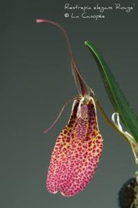 Restrepia elegans