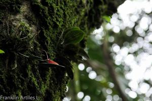Restrepia elegans