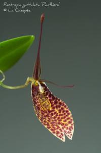 Restrepia guttulata