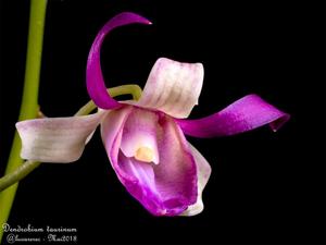 Dendrobium taurinum