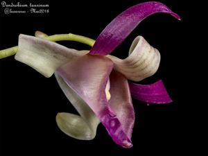 Dendrobium taurinum