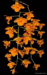 Dendrobium fimbriatum