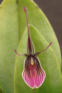 Restrepia purpurea