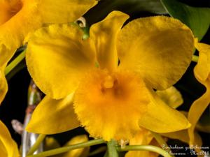 Dendrobium griffithianum