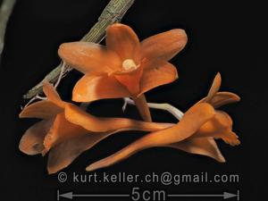 Dendrobium crocatum