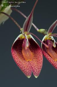 Restrepia sanguinea