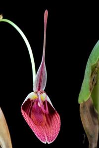 Restrepia sanguinea