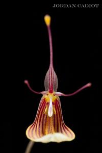 Restrepia trichoglossa