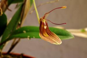 Restrepia trichoglossa