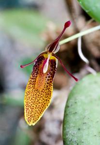 Restrepia trichoglossa