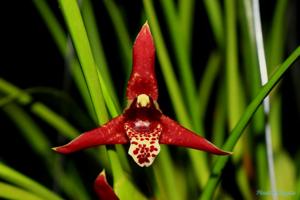 Maxillaria tenuifolia